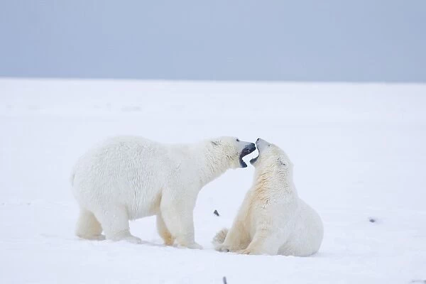 USA, Alaska, 1002 Coastal Plain of the ANWR. Two polar bears, Ursus maritimus, a 2 year old
