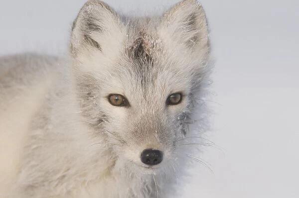 USA, Alaska, 1002 Coastal Plain of the ANWR. Close up of an arctic fox, Alopex lagopus