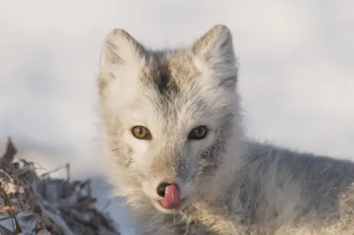 Framed Print : USA, Alaska, 1002 Coastal Plain of the ANWR. An arctic fox, Alopex lagopus, its coat Framed Print : USA, Alaska, 1002 Coastal Plain of the ANWR. An arctic fox, Alopex lagopus, its coat