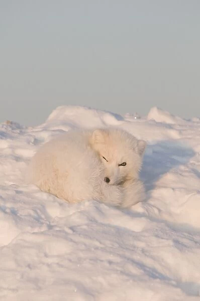USA, Alaska, 1002 Coastal Plain of the ANWR. An adult arctic fox, Alopex lagopus