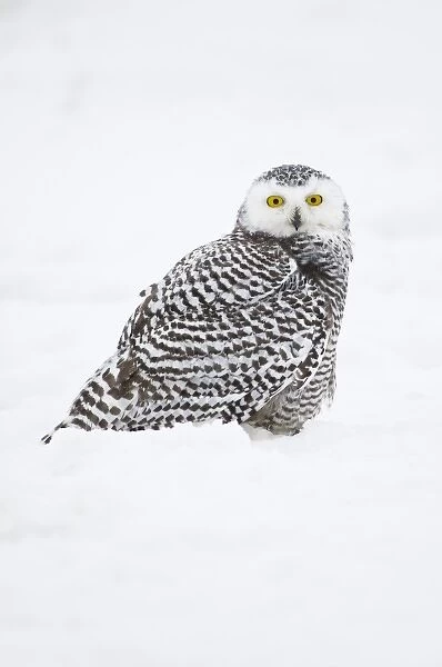 USA, Alaska, 1002 Coastal Plain of the Arctic National Wildlife Refuge. Juvenile snowy owl