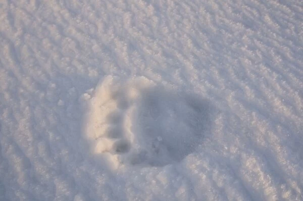USA, Alaska, 1002 Coastal Plain of the Arctic National Wildlife Refuge. Footprints