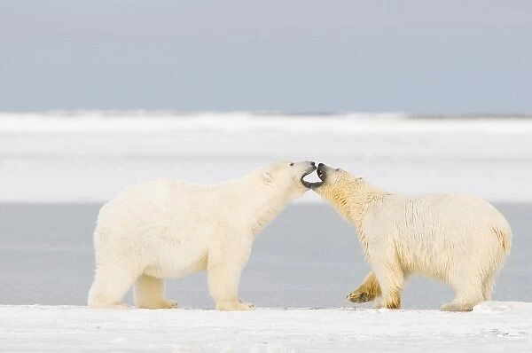 USA, Alaska, 1002 Coastal Plain of the Arctic National Wildlife Refuge. A young plump polar bear