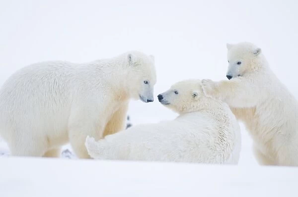 USA, Alaska, 1002 Coastal Plain of the Arctic National Wildlife Refuge. A polar bear
