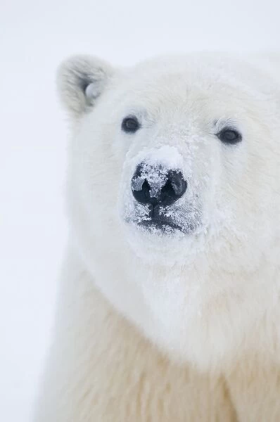 USA, Alaska, 1002 Coastal Plain of the Arctic National Wildlife Refuge. A curious polar bear
