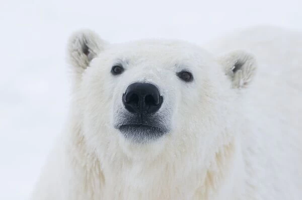 USA, Alaska, 1002 Coastal Plain of the Arctic National Wildlife Refuge. A curious polar bear
