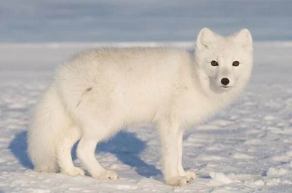 USA, Alaska, 1002 Coastal Plain of the Arctic National Wildlife Refuge. An adult arctic fox