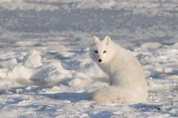 USA, Alaska, 1002 Coastal Plain of the Arctic National Wildlife Refuge. An arctic fox