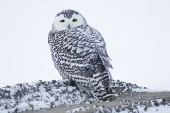 Framed Print : USA, Alaska, 1002 Coastal Plain of the Arctic National Wildlife Refuge. Juvenile snowy owl