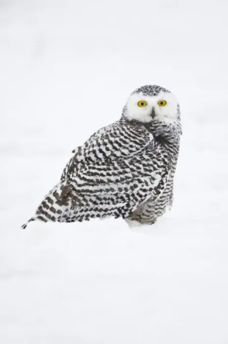 Framed Print : USA, Alaska, 1002 Coastal Plain of the Arctic National Wildlife Refuge. Juvenile snowy owl Framed Print : USA, Alaska, 1002 Coastal Plain of the Arctic National Wildlife Refuge. Juvenile snowy owl