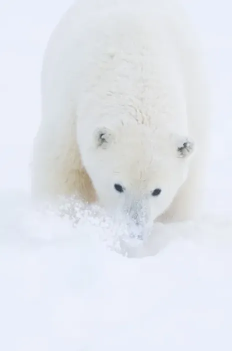 Framed Print : USA, Alaska, 1002 Coastal Plain of the Arctic National Wildlife Refuge. A curious polar bear