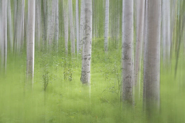 USA, Alaska. Abstract blur of birch trees. Credit as: Don Paulson  /  Jaynes Gallery  /  DanitaDelimont