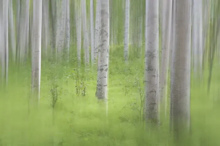 Framed Print : USA, Alaska. Abstract blur of birch trees. Credit as: Don Paulson / Jaynes Gallery / DanitaDelimont Framed Print : USA, Alaska. Abstract blur of birch trees. Credit as: Don Paulson / Jaynes Gallery / DanitaDelimont
