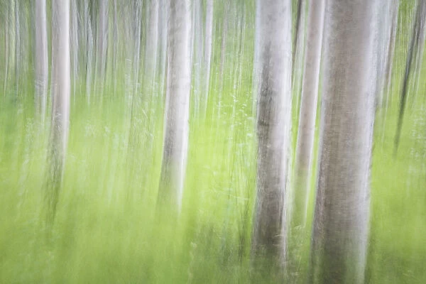 USA, Alaska. Abstract motion blur of birch trees