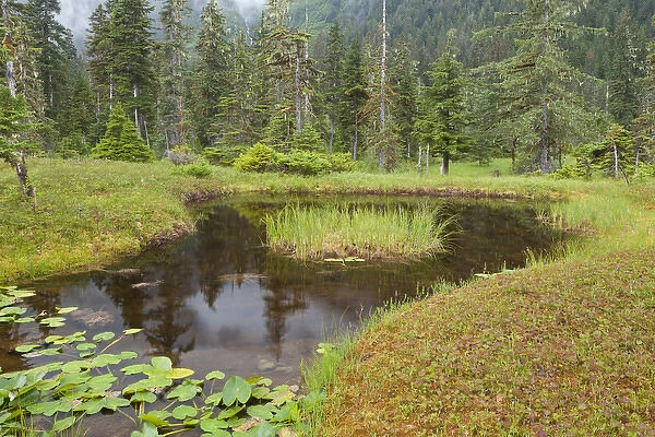 USA, Alaska, Admiralty Island. Scenic of pond and forest