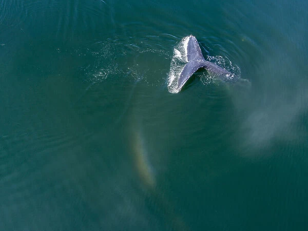 USA, Alaska, Aerial view Humpback Whale (Megaptera novaeangliae