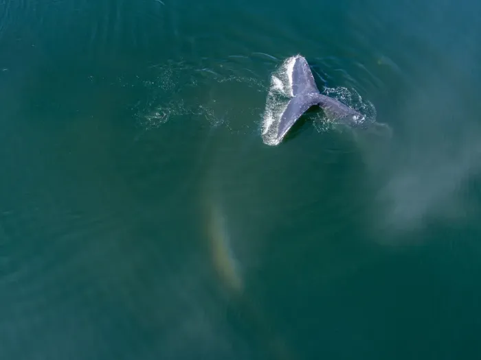Framed Print : USA, Alaska, Aerial view Humpback Whale (Megaptera novaeangliae