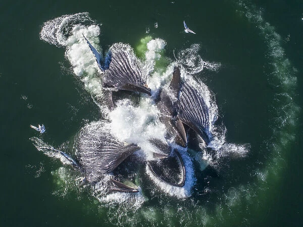 USA, Alaska, Aerial view of Humpback Whales (Megaptera novaeangliae