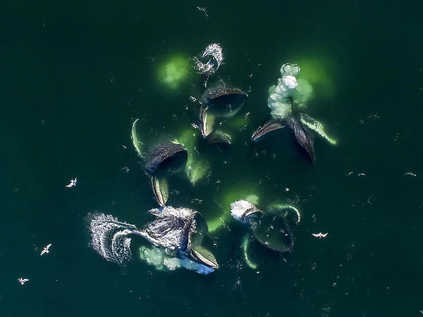 USA, Alaska, Aerial view of Humpback Whales (Megaptera novaeangliae