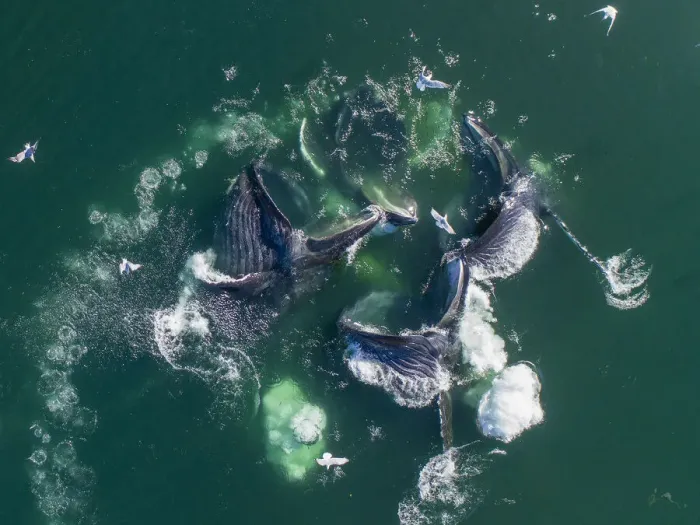 Framed Print : USA, Alaska, Aerial view of Humpback Whales (Megaptera novaeangliae Framed Print : USA, Alaska, Aerial view of Humpback Whales (Megaptera novaeangliae
