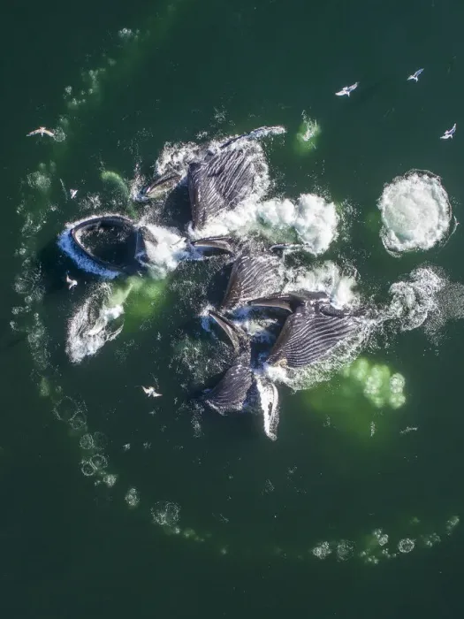Framed Print : USA, Alaska, Aerial view of Humpback Whales (Megaptera novaeangliae Framed Print : USA, Alaska, Aerial view of Humpback Whales (Megaptera novaeangliae