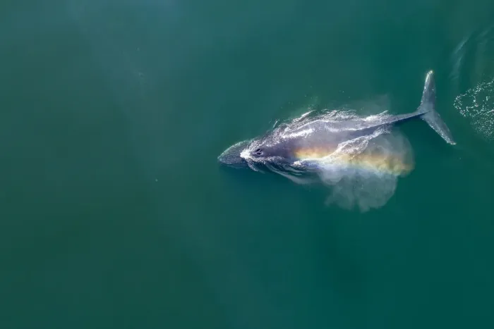 Framed Print : USA, Alaska, Aerial view of rainbow-colored mist hanging above Humpback Whale