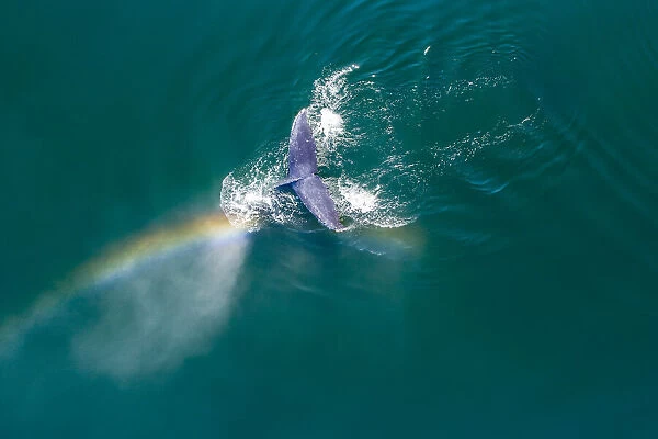 USA, Alaska, Aerial view rainbow and mist above diving Humpback Whale