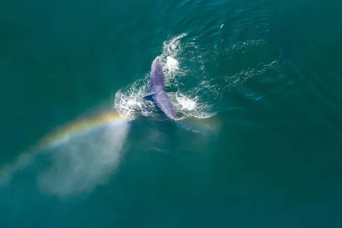 Framed Print : USA, Alaska, Aerial view rainbow and mist above diving Humpback Whale Framed Print : USA, Alaska, Aerial view rainbow and mist above diving Humpback Whale