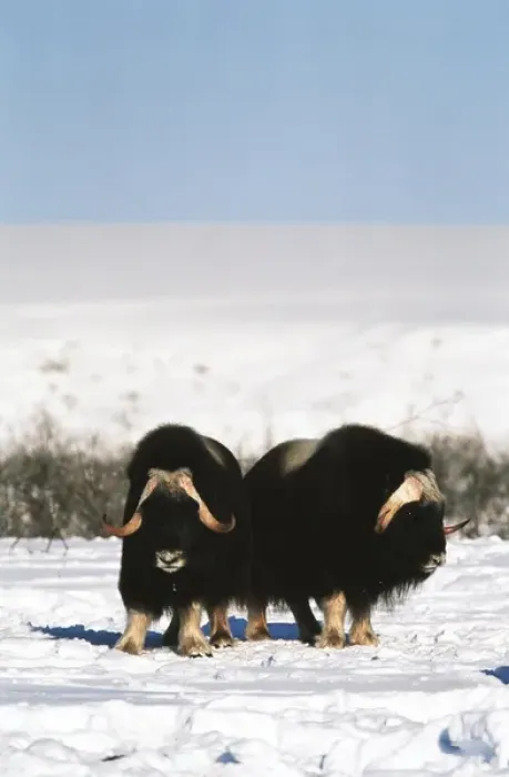 Framed Print : USA, Alaska, Alaska North Slope, Arctic National Wildlife Refuge, Musk ox bulls standing Framed Print : USA, Alaska, Alaska North Slope, Arctic National Wildlife Refuge, Musk ox bulls standing