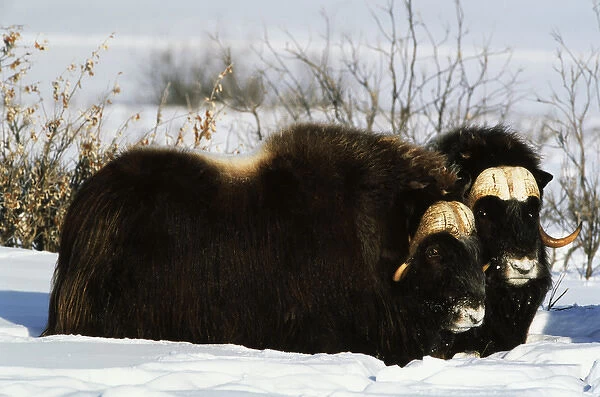 USA, Alaska, Alaska North Slope, Arctic National Wildlife Refuge, Musk ox bulls standing