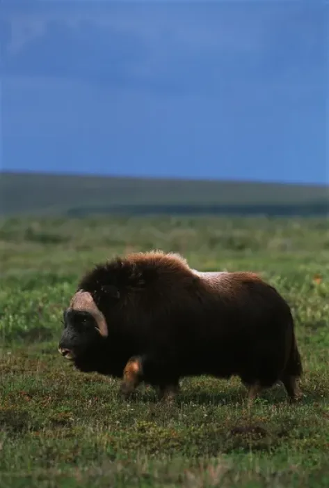 Framed Print : USA, Alaska, Alaska North Slope, Arctic National Wildlife Refuge, Musk ox bull walking Framed Print : USA, Alaska, Alaska North Slope, Arctic National Wildlife Refuge, Musk ox bull walking