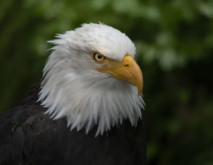 Framed Print : Usa, Alaska. Alaska Raptor Center, this bald eagle poses for the camera