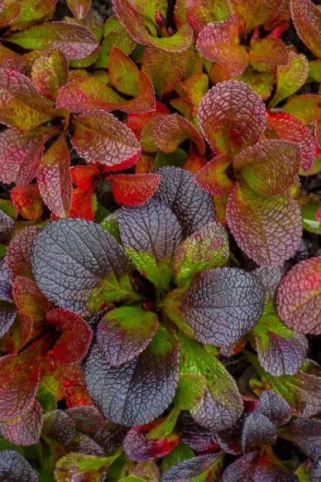 Framed Print : USA, Alaska. Alpine bearberry leaves close-up Framed Print : USA, Alaska. Alpine bearberry leaves close-up