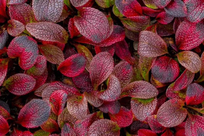 Framed Print : USA, Alaska. Alpine bearberry leaves close-up Framed Print : USA, Alaska. Alpine bearberry leaves close-up