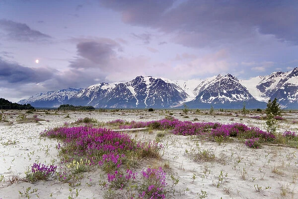 USA, Alaska, Alsek River Valley. View of wildflowers and Fairweather Range. Credit as