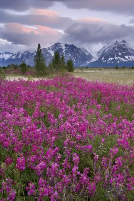 Framed Print : USA, Alaska, Alsek River Valley. View of wildflowers and Fairweather Range Framed Print : USA, Alaska, Alsek River Valley. View of wildflowers and Fairweather Range