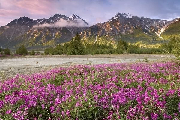 USA, Alaska, Alsek River Valley. View of wildflowers and Fairweather Range