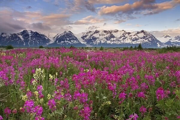 USA, Alaska, Alsek River Valley. View of wildflowers and Fairweather Range