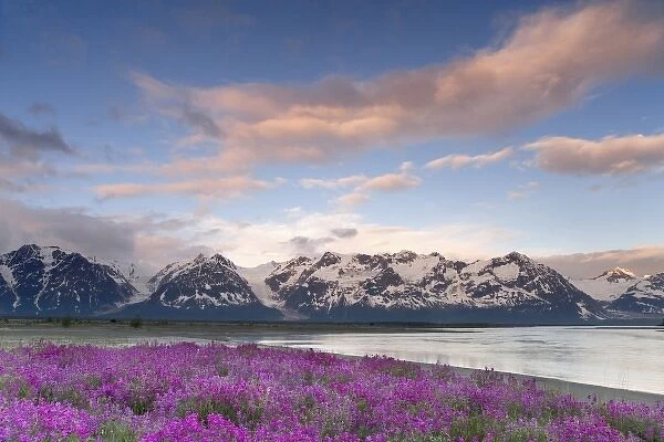 USA, Alaska, Alsek-Tatshenshini Wilderness. View of wildflowers, Alsek River, and mountains