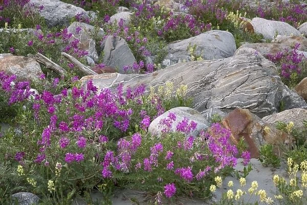 USA, Alaska, Alsek-Tatshenshini Wilderness. View of rock garden and wildflowers