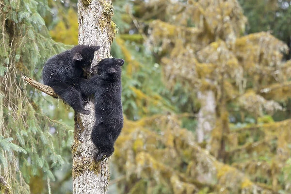 USA, Alaska, Anan Creek. Two black bear cubs in a tree