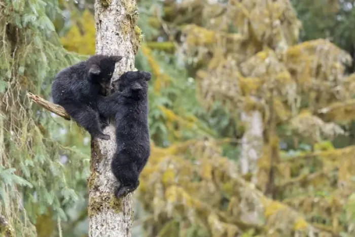 Framed Print : USA, Alaska, Anan Creek. Two black bear cubs in a tree Framed Print : USA, Alaska, Anan Creek. Two black bear cubs in a tree