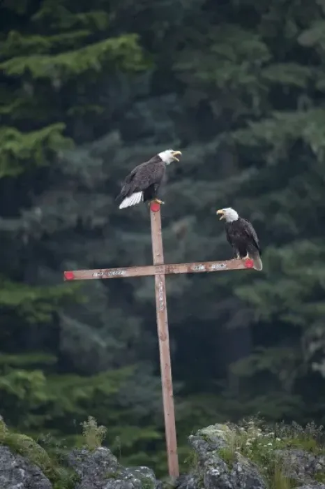Framed Print : USA, Alaska, Angoon, Bald Eagles (Haliaeetus leucocephalus) resting on cross memorial Framed Print : USA, Alaska, Angoon, Bald Eagles (Haliaeetus leucocephalus) resting on cross memorial