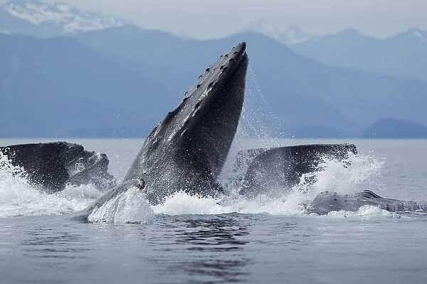 USA, Alaska, Angoon, Close-up of Humpback Whales (Megaptera novaengliae) lunging