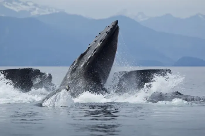 Framed Print : USA, Alaska, Angoon, Close-up of Humpback Whales (Megaptera novaengliae) lunging