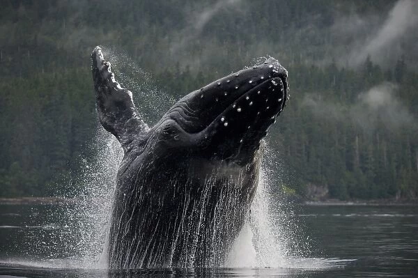USA, Alaska, Angoon, Humpback Whale (Megaptera novaengliae) breaching in Chatham