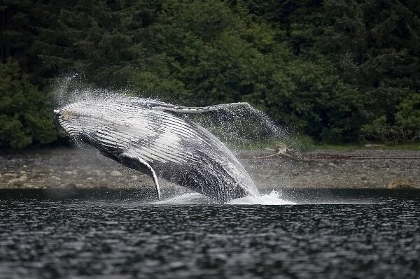 USA, Alaska, Angoon, Humpback Whale (Megaptera novaengliae) breaching in Chatham