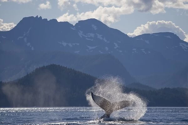 USA, Alaska, Angoon, Humpback Whale (Megaptera novaengliae) slapping tail in Chatham