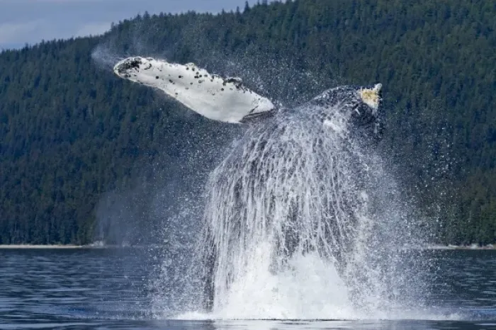 Framed Print : USA, Alaska, Angoon, Humpback Whale (Megaptera novaengliae) breaches with enormous Framed Print : USA, Alaska, Angoon, Humpback Whale (Megaptera novaengliae) breaches with enormous