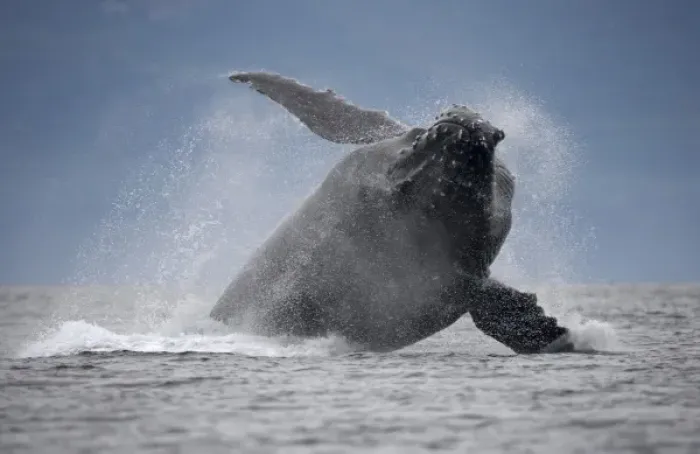 Framed Print : USA, Alaska, Angoon, Humpback Whale (Megaptera novaengliae) breaching in Chatham Framed Print : USA, Alaska, Angoon, Humpback Whale (Megaptera novaengliae) breaching in Chatham